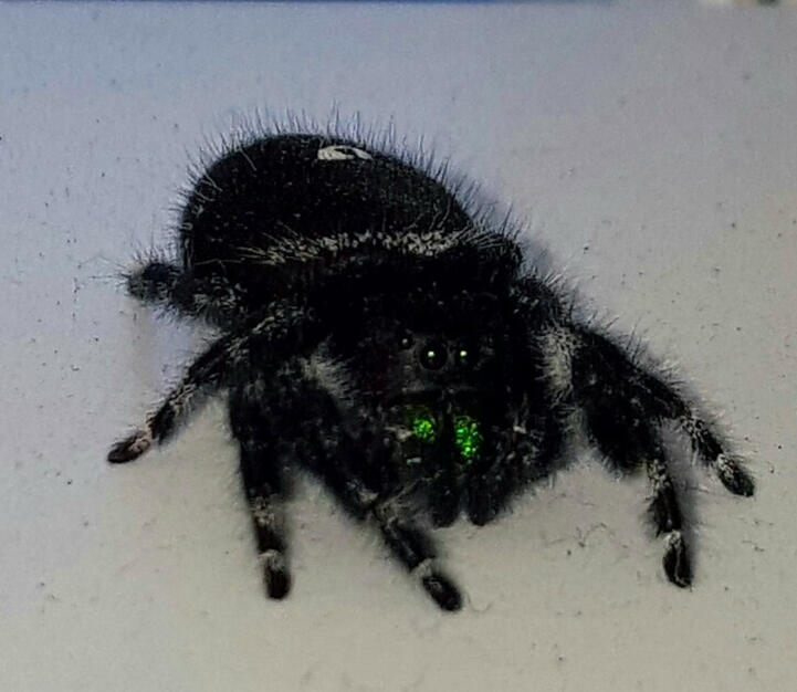 Jumping Spider Jumping Spider